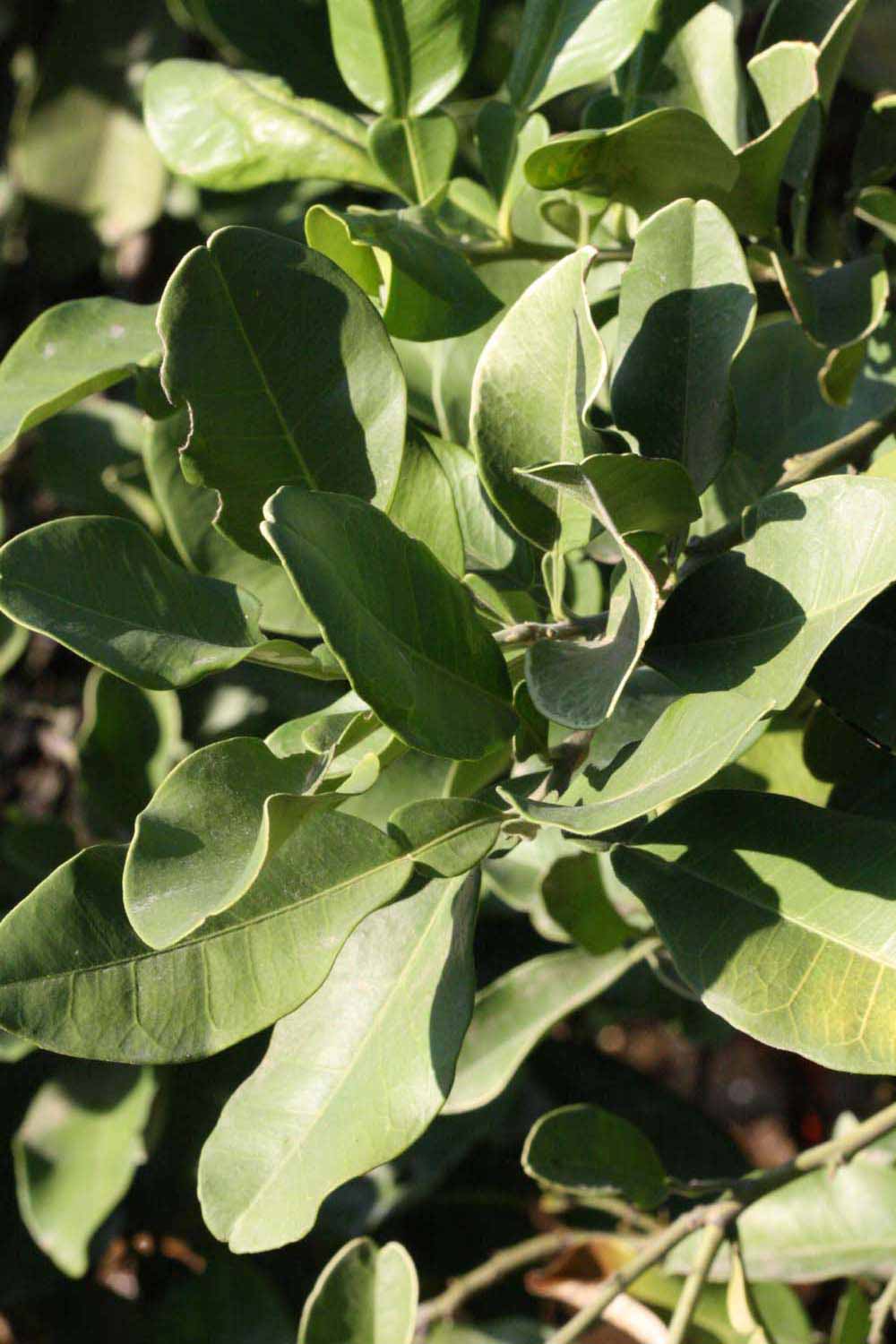              Sun leaves (Riverside, CA)       